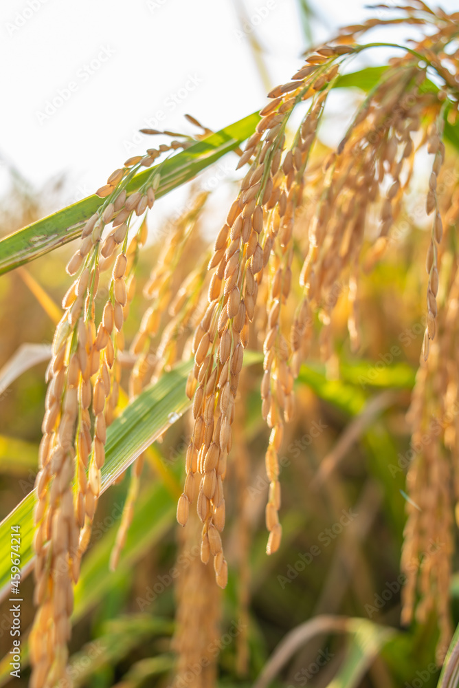 Bent ears of rice in autumn