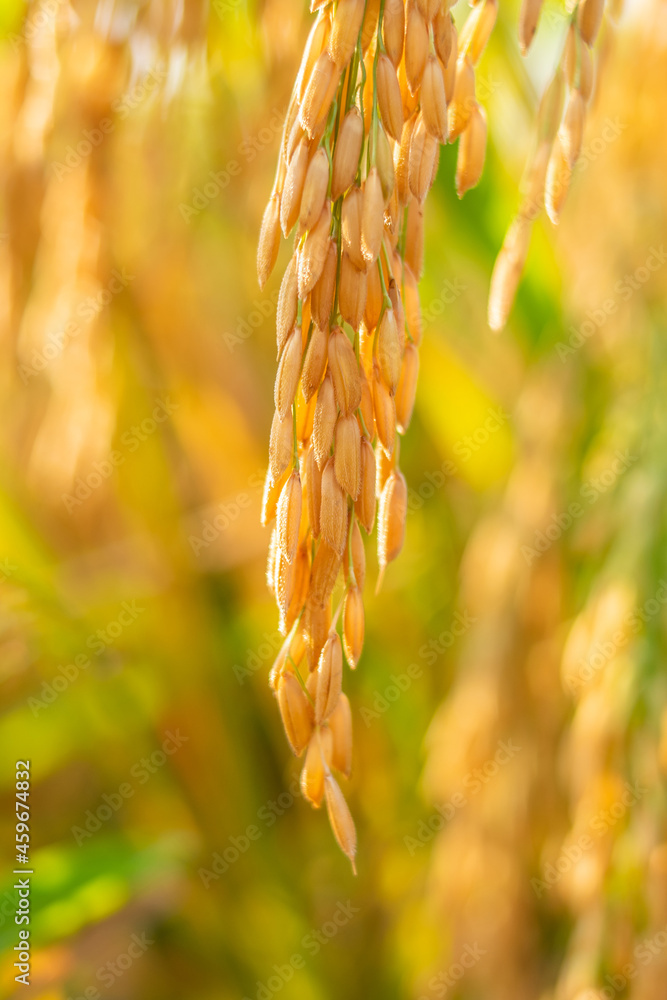 秋季成熟水稻特写