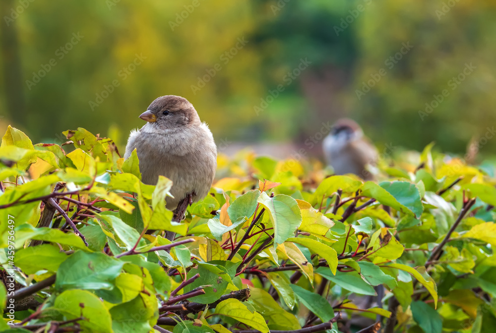 Two sparrows are sitting in the bushes. Close-up.