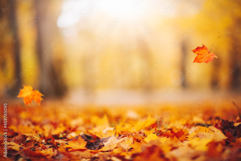 秋天公园里五颜六色的树叶散焦。