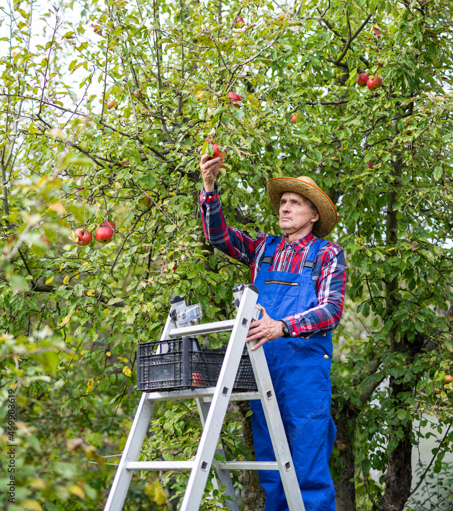 Senior man standing at the ladder and picking apples. Elderly male working at the rich harvest. Stoc