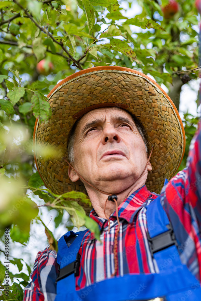 快乐的资深农民自豪地看着挂在树上的苹果。有机苹果和水果骗局
