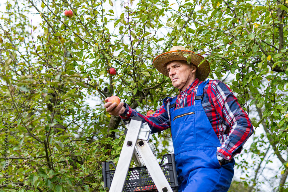 Senior farmer with straw hat standing at the ladder and holding red apple in orchard during the harv