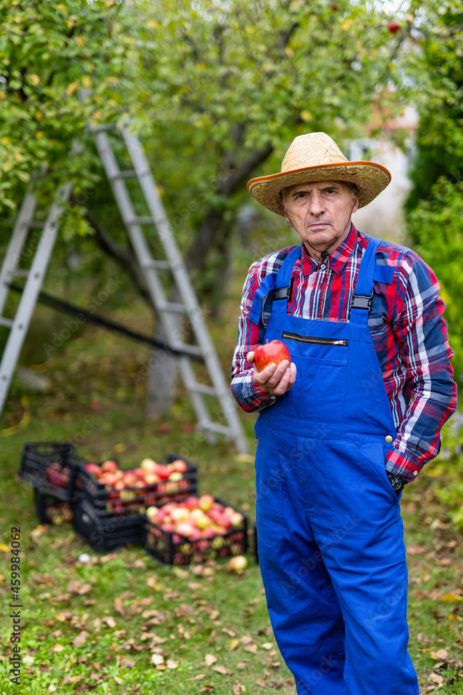 农贸市场，健康食品。资深农民在购物时将自家种植的有机苹果放在篮子里展示