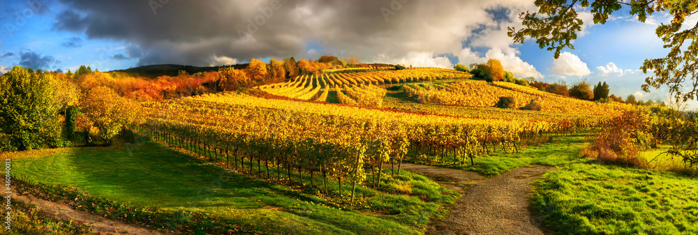 Panoramic vineyard landscape in autumn, with gold grapevines on a hill, illuminated by the beautiful