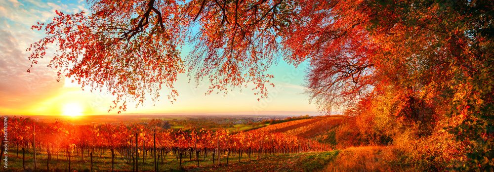 梦幻般的秋日日落景观全景，一个美丽的乡村景象，山上有葡萄藤之路