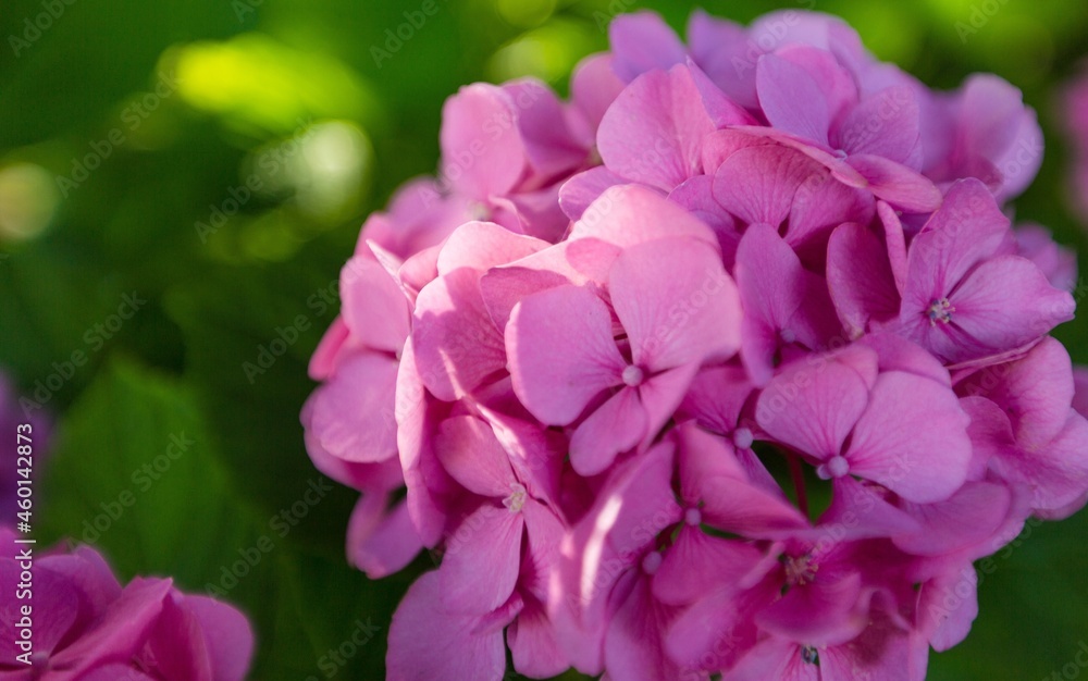 一束粉红色的牡丹和淡紫色的桔梗玫瑰，玻璃花瓶里的绿叶。清新的春天b