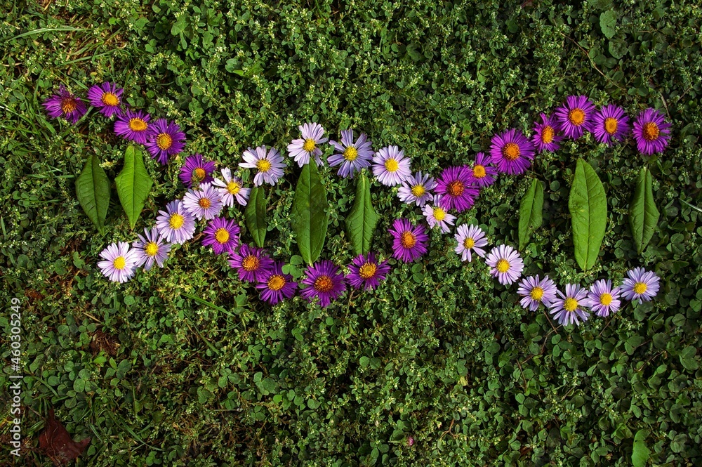 由草背景上的紫色紫苏花制成的DNA符号。脱氧核糖核酸的样式化图像
