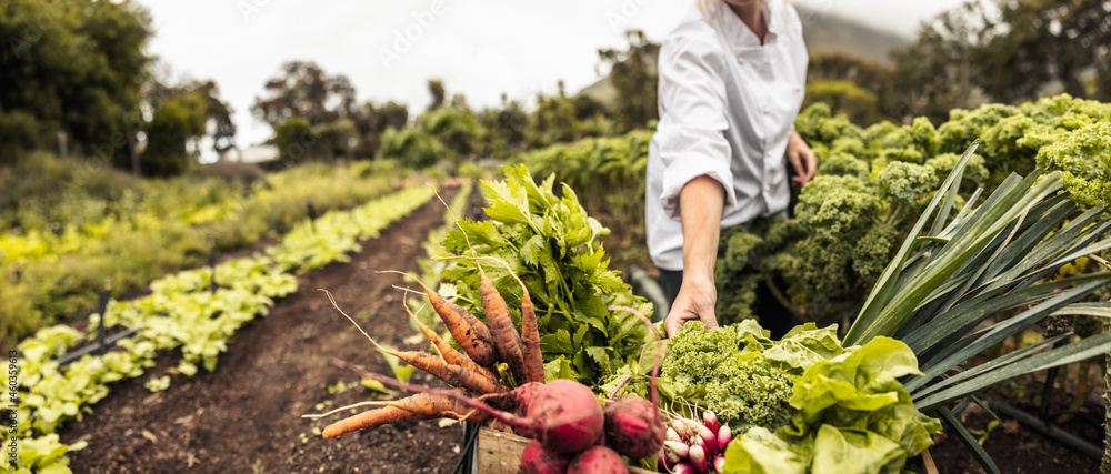 匿名厨师在农场收割新鲜蔬菜