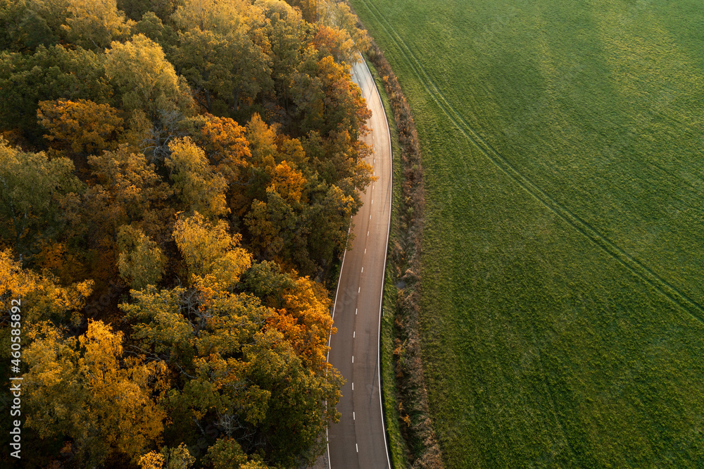 秋天的森林和道路。秋天树叶的鸟瞰图。