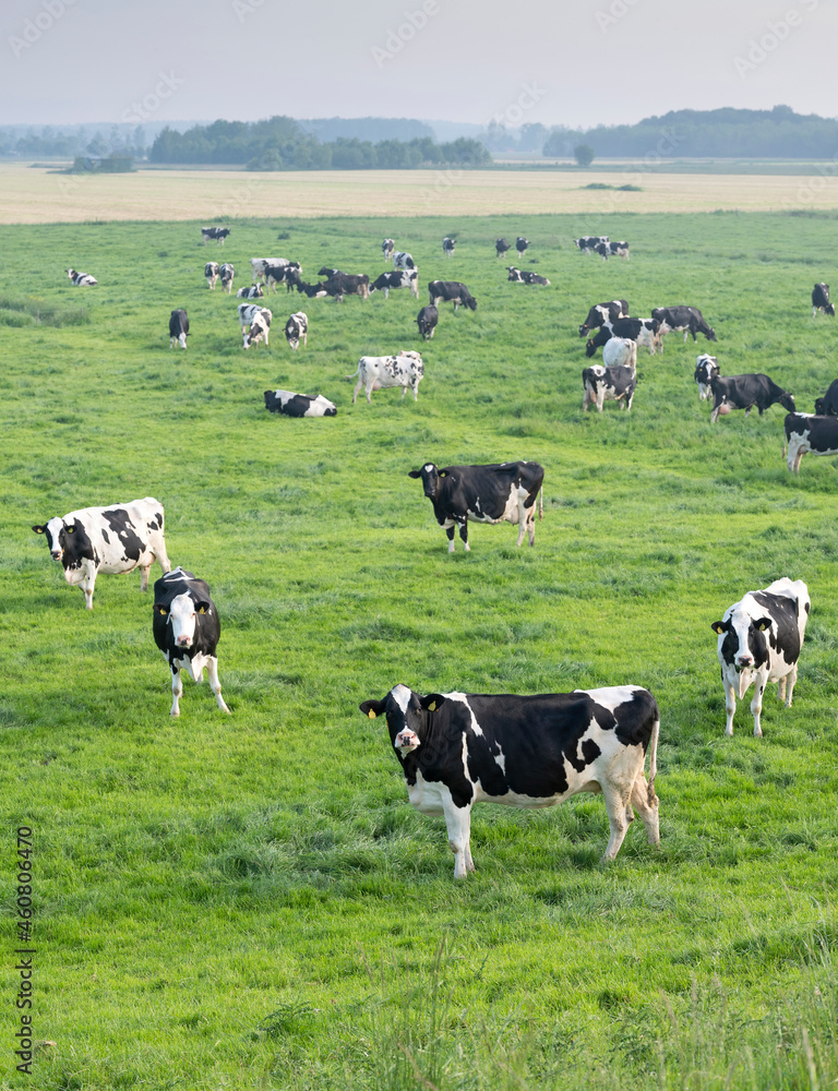 从北部堤坝的高度看，蓝天下绿色草地上的黑白斑点奶牛