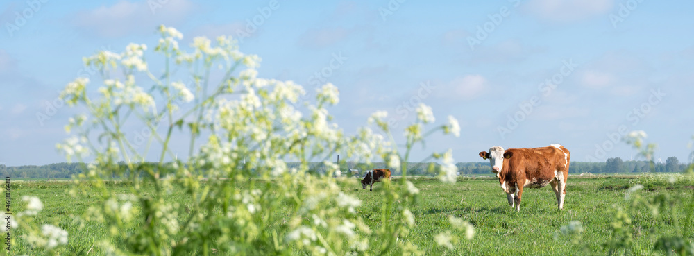草地上开着春花的红白相间的斑点奶牛