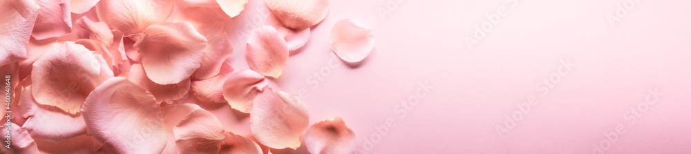 温柔的粉红色玫瑰花瓣特写。