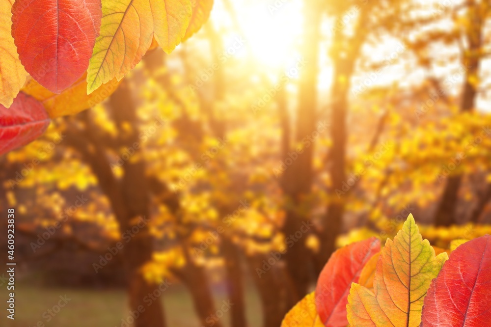 美丽的秋季景观，有五颜六色的树木和阳光。公园里有五颜六色的树叶。