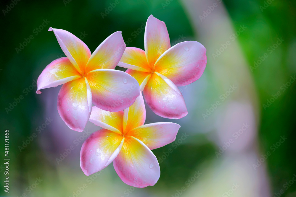 Frangipani热带温泉花。在模糊的背景上，采用李子镶边设计。