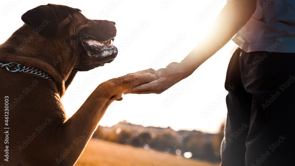 日落时，狗在公园里给主人爪子——人与动物之间的爱的概念