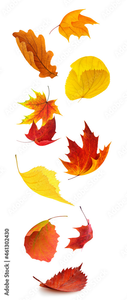 Colorful autumn tree leaves falling, isolated on white background, vertical