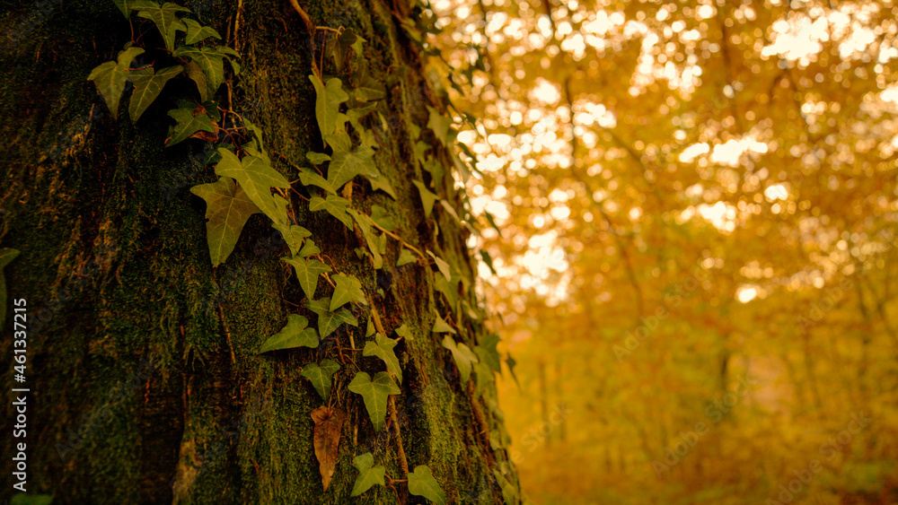 特写：常春藤爬上了秋天颜色森林中间的树干