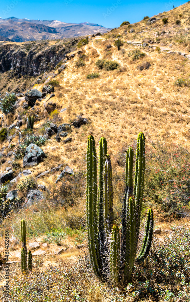 秘鲁科尔卡峡谷的仙人掌植物
