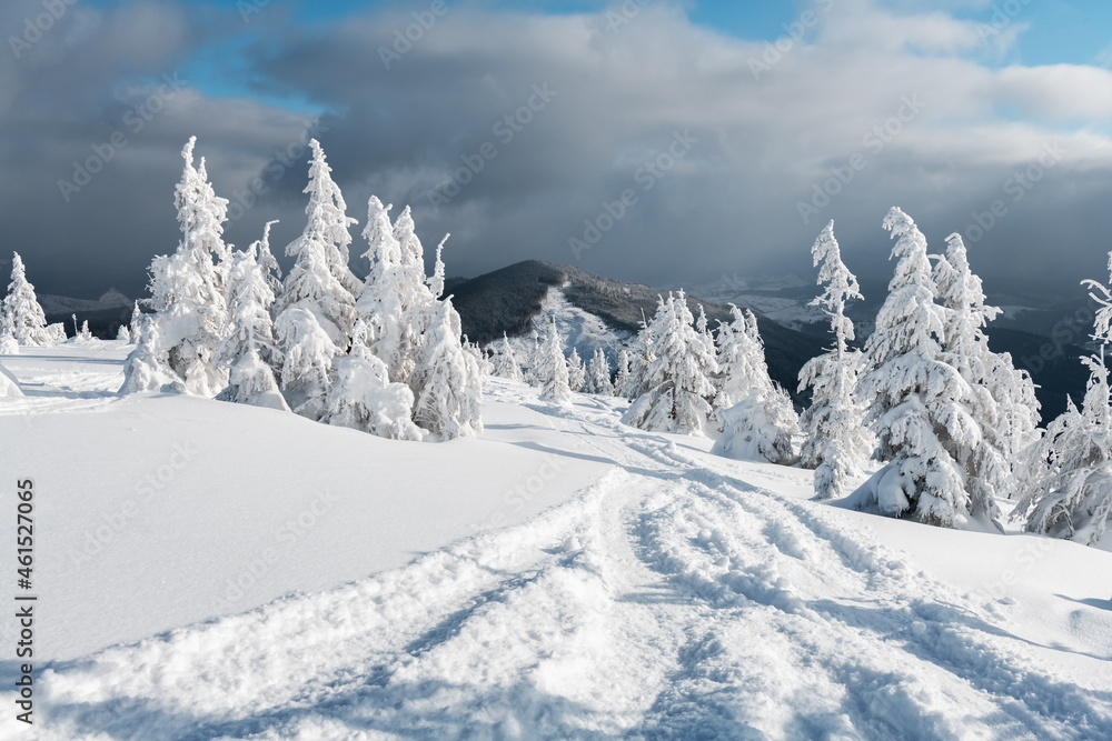 冬季山区有白雪皑皑的树木和免费滑雪道的奇妙景观