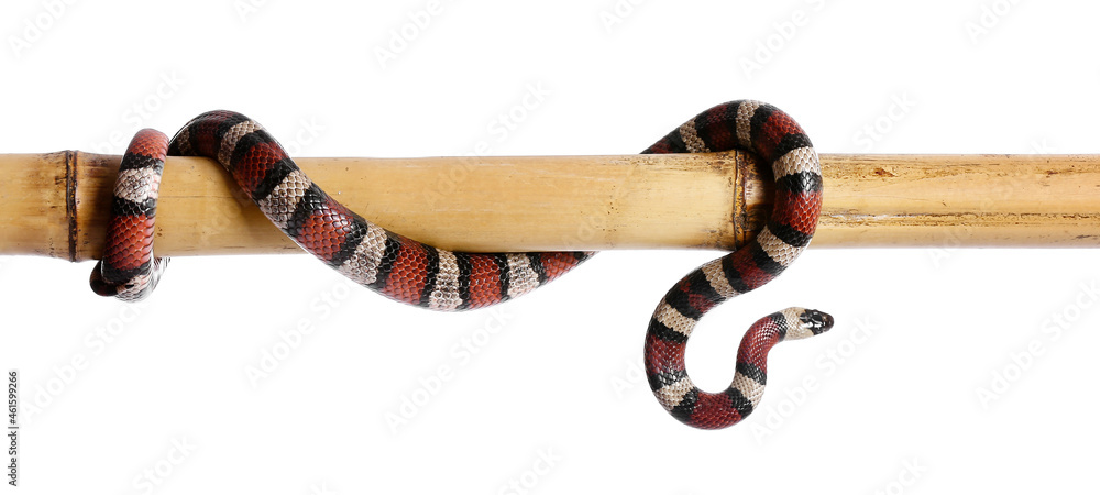 白底竹签上的红王蛇