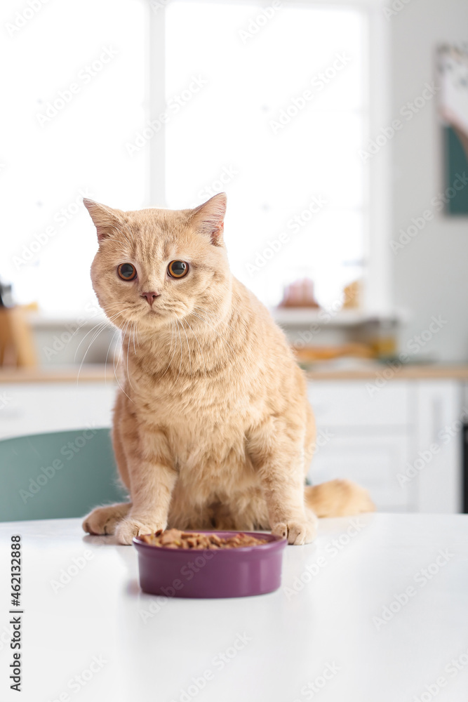 可爱的猫和碗，餐桌上有食物