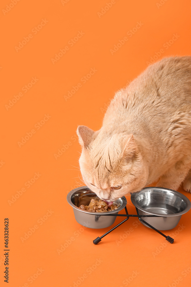 可爱的猫在彩色背景上吃碗里的食物