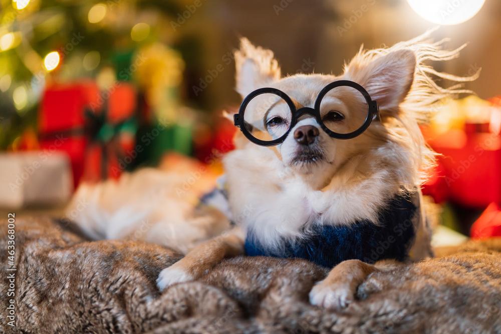 可爱的小棕色皮毛吉娃娃狗穿毛衣冬布戴眼镜坐着放松休闲微笑h