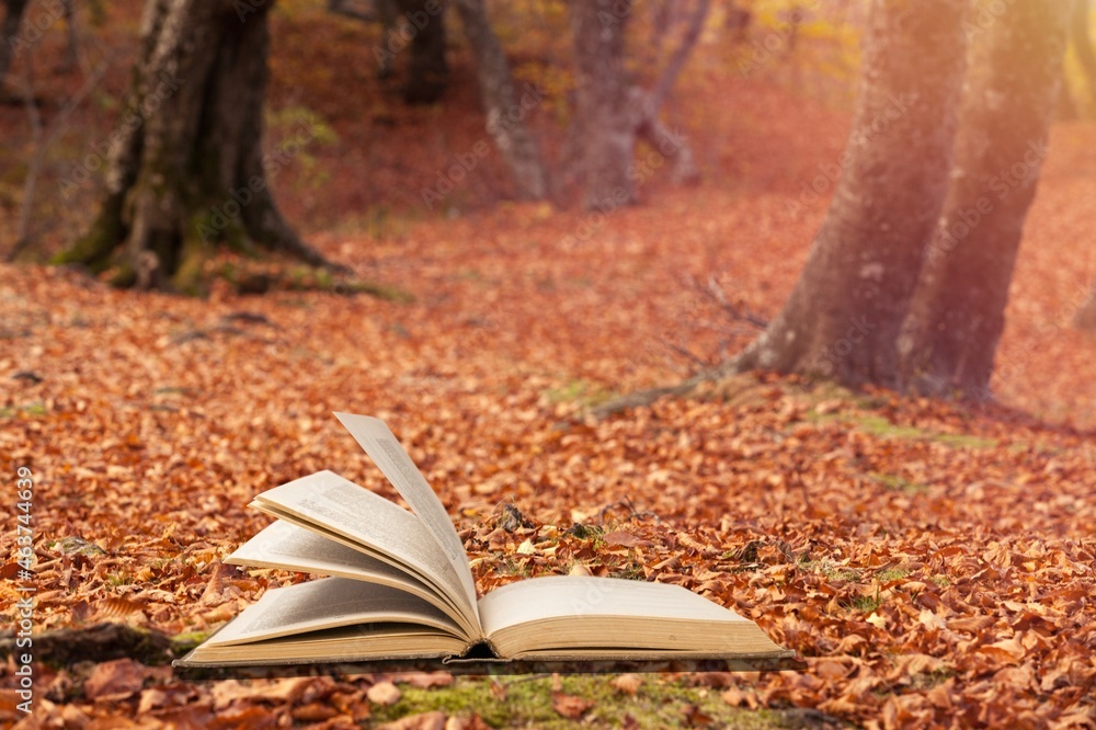 Open book on autumn park background with autumn fallen leaves on it.