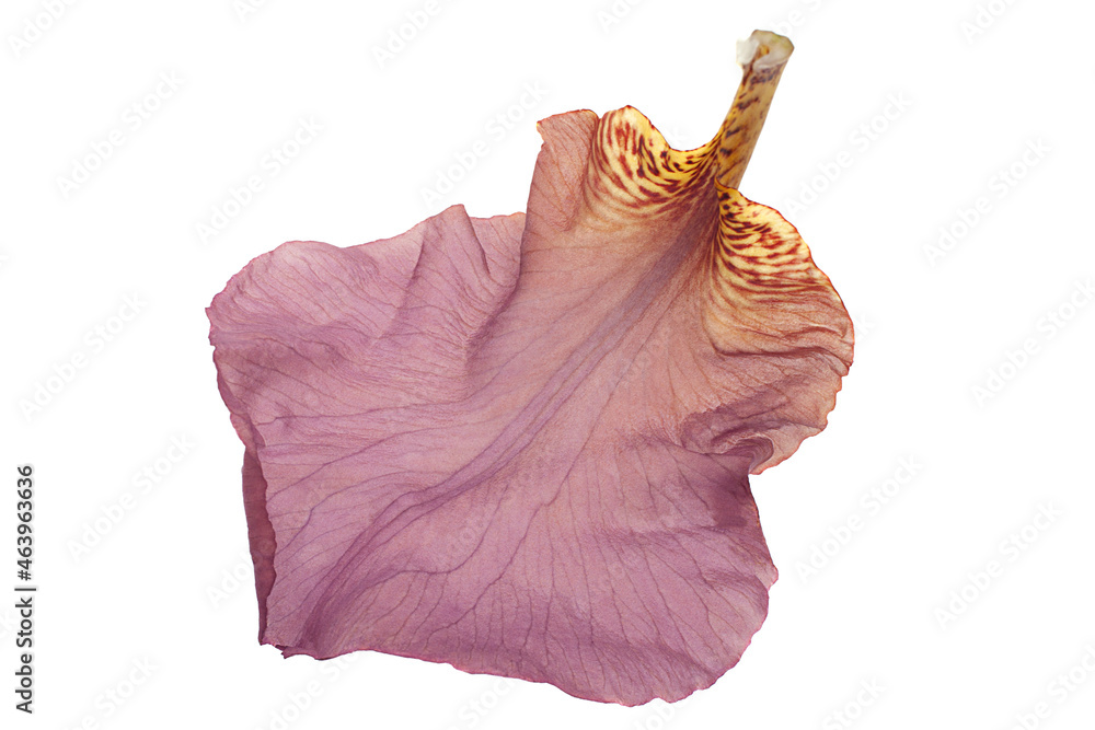 白色上的紫色鸢尾花
