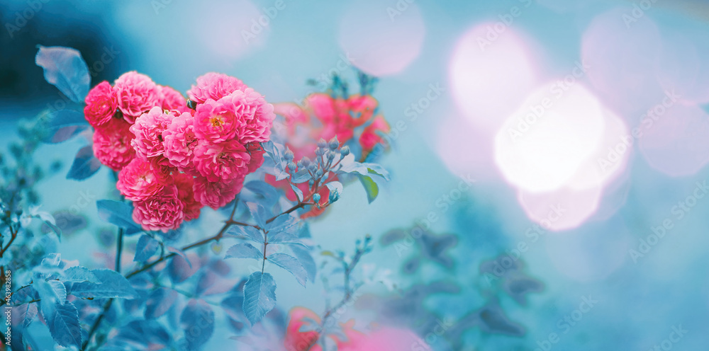 美丽明亮、绽放的灌木玫瑰，在模糊的绿松石背景上呈心形，带有whi
