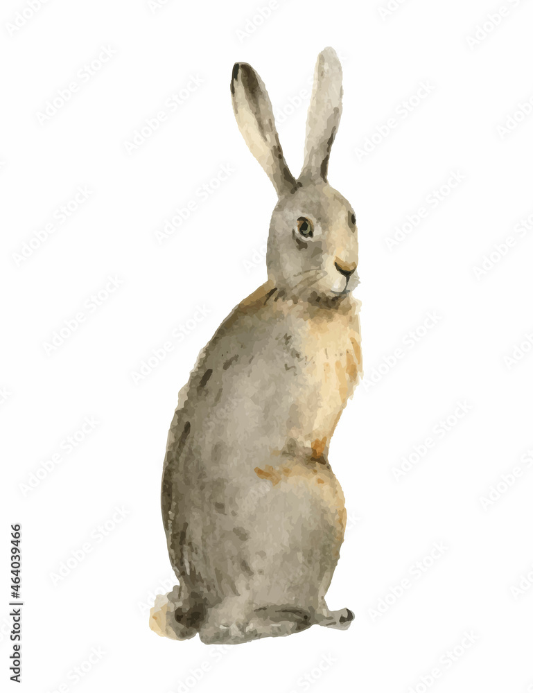 在白色背景上隔离一只野兔的水彩矢量卡。