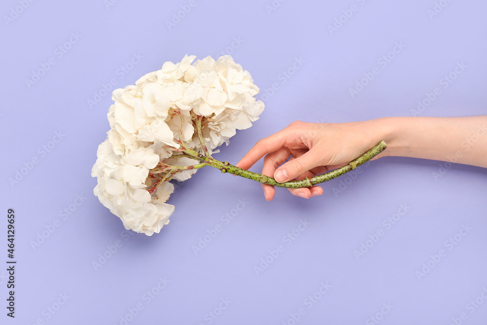 女性手持彩色背景上的白色绣球花