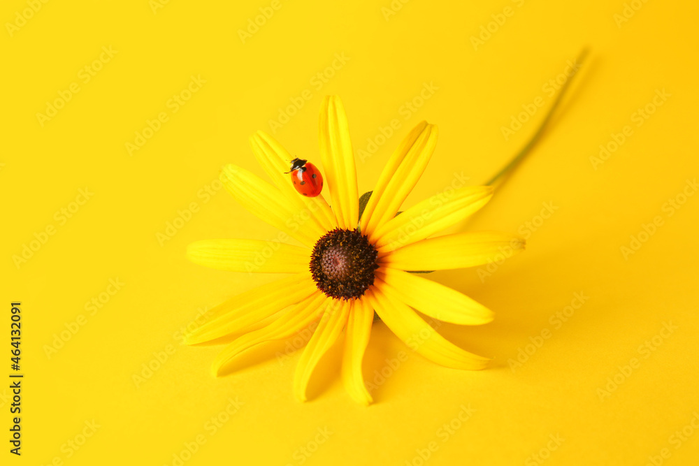美丽的花朵和瓢虫在彩色背景上