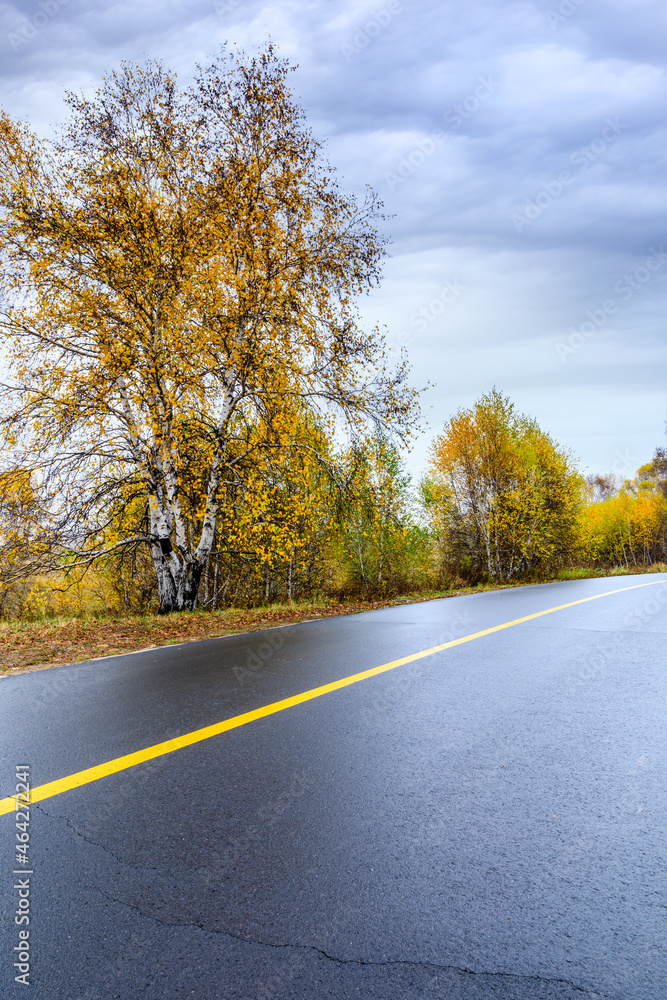 Asphalt road and autumn forest landscape on a cloudy day.Asphalt road and tree scene after rain.
