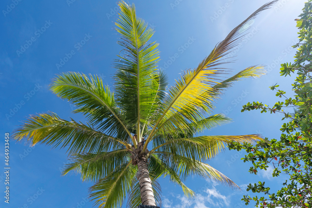 椰子树仰视图棕榈树上新鲜叶子的特写仰视图c的绿叶