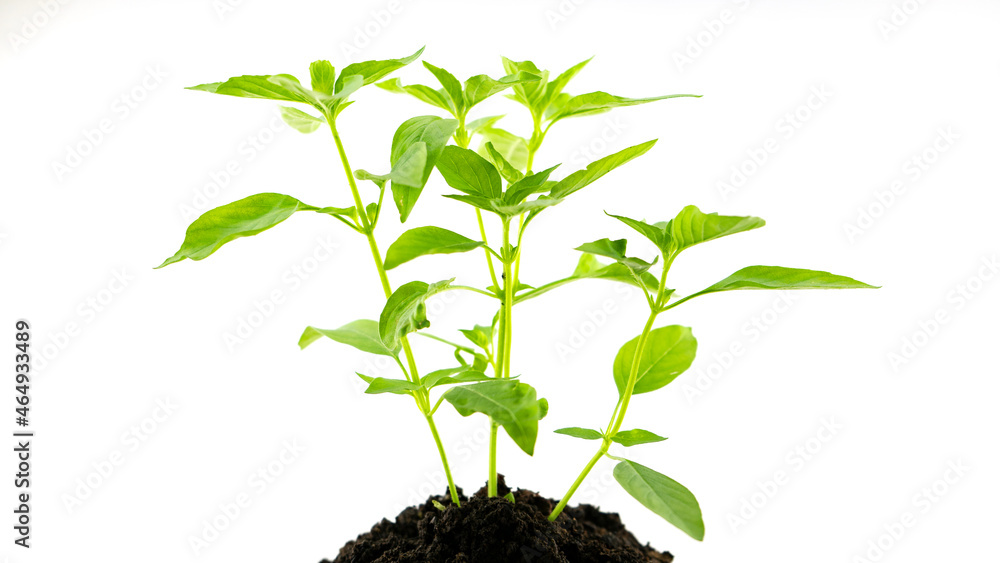土壤上的年轻绿色植物或从白色背景上隔离的土壤中生长出来