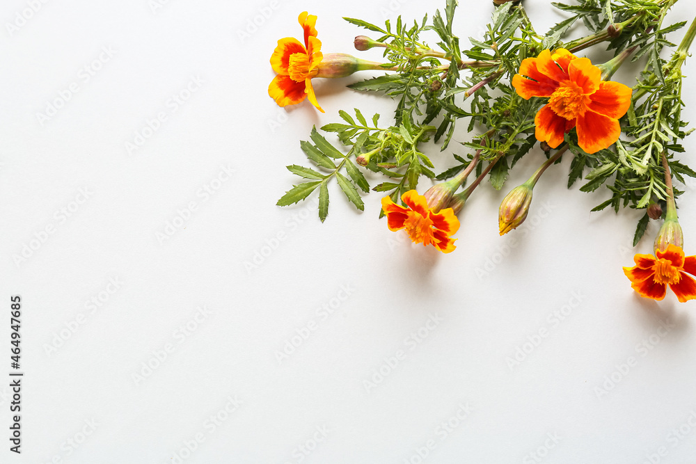 Beautiful marigold flowers on white background, closeup