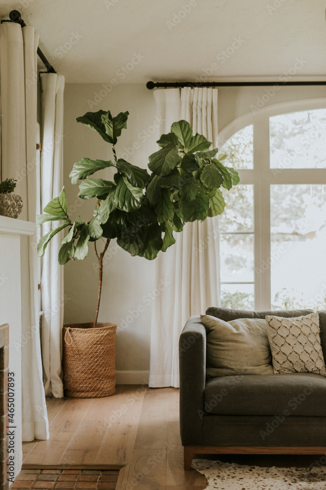 室内家居装饰中的家庭植物