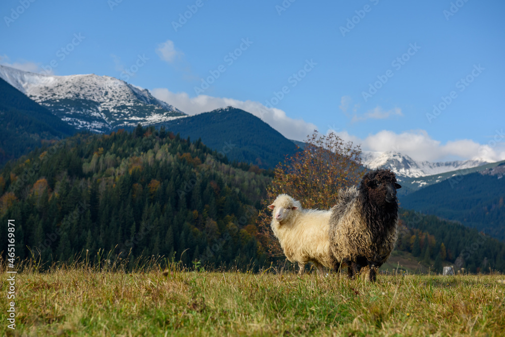 秋季牧场上放牧的山地羊