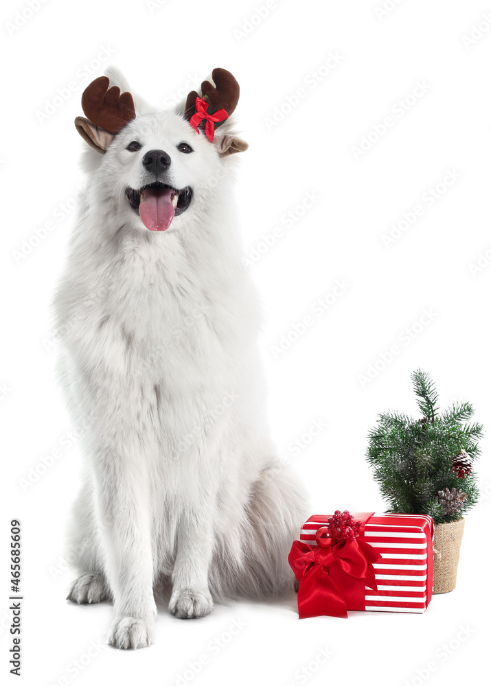 Cute Samoyed dog with Christmas gift on white background