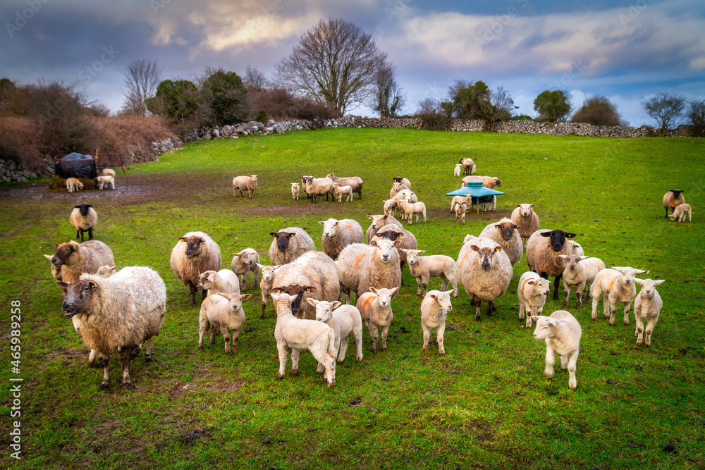 爱尔兰绿色草地上的一群羊