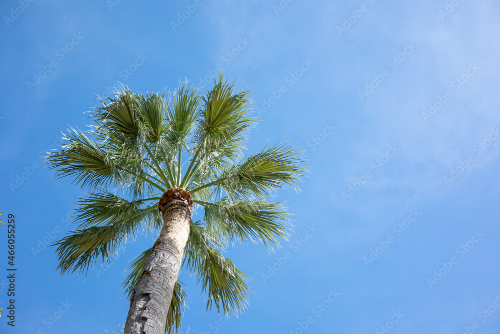 蓝天背景下的棕榈树