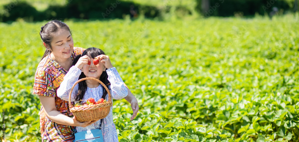 阳光明媚的一天，亚洲妇女和孩子在果园里采摘草莓。新鲜成熟的有机草莓