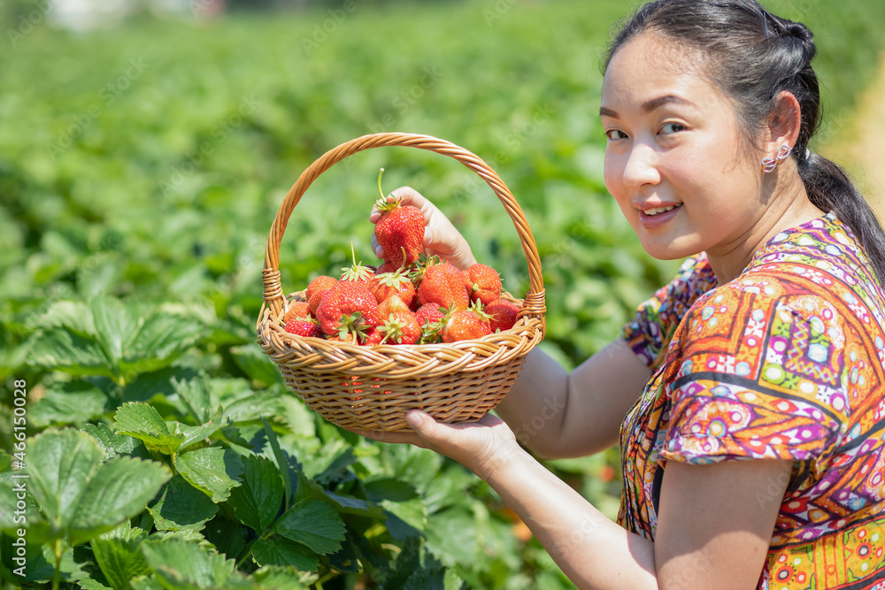 Asian beautiful woman is picking strawberry in the fruit garden on a sunny day. Fresh ripe organic s