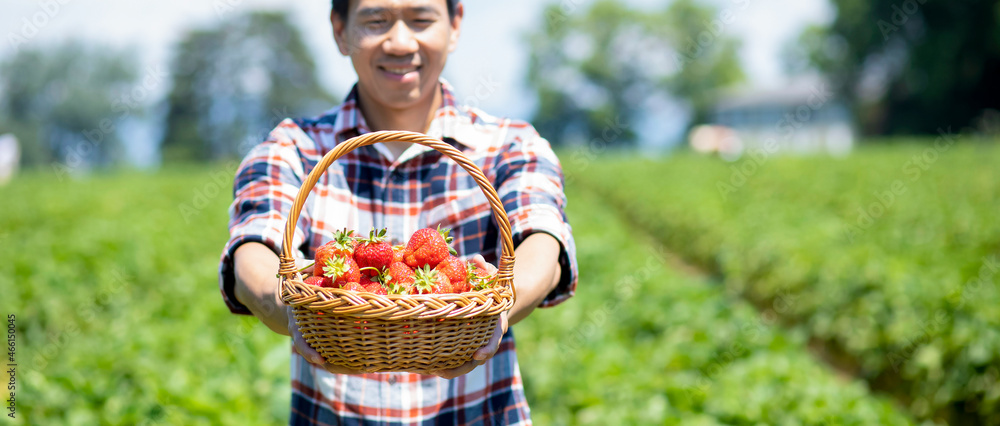 阳光明媚的一天，一名亚洲男子在果园里采摘草莓。新鲜成熟的有机草莓