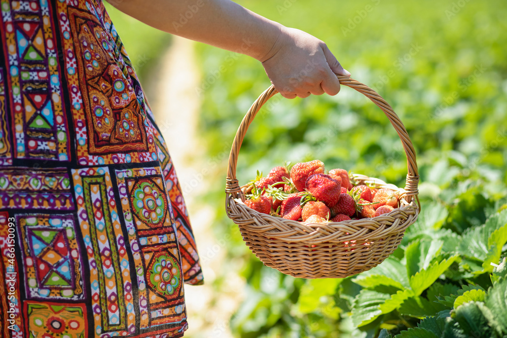 阳光明媚的一天，一位亚洲美女在果园里摘草莓。新鲜成熟的有机草莓