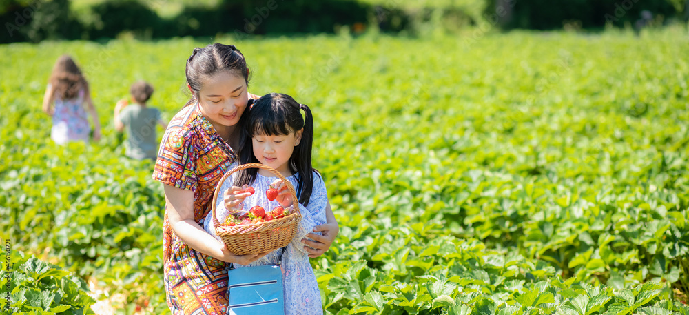阳光明媚的一天，亚洲妇女和孩子在果园里采摘草莓。新鲜成熟的有机草莓
