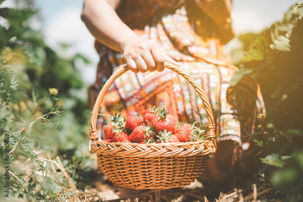 阳光明媚的一天，一位亚洲美女在果园里摘草莓。新鲜成熟的有机草莓