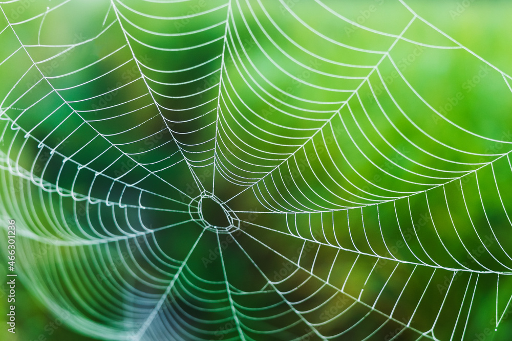 草地绿叶上的蜘蛛网